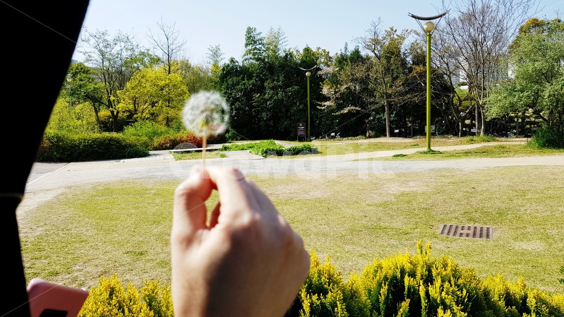 민들레,민들레씨,봄,씨앗,풍경,식물,자연,plants,nature,꽃,flower