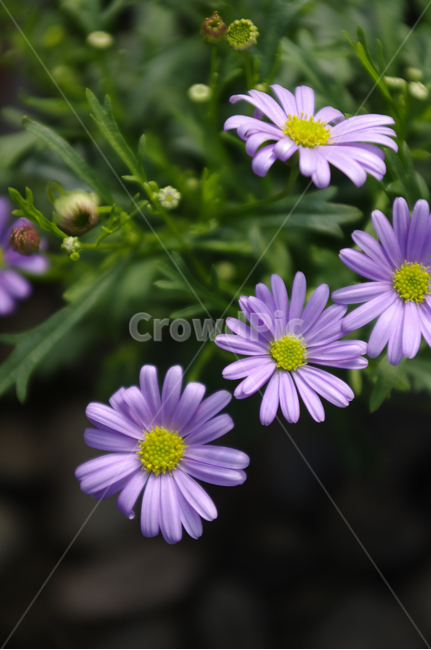 꽃,flower,plant,식물,자연,꽃잎,식물,자연,plants,nature,꽃,flower