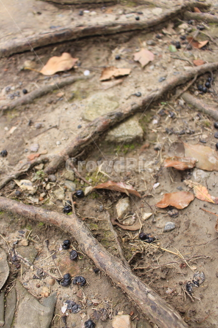 나무,뿌리,땅,낙엽,바닥,공원,가을,겨울,외로움,쓸쓸,배경,leaf,fallenleaves,autumn,winter,park,roots,tree,leaves,isolation,isolated,ground