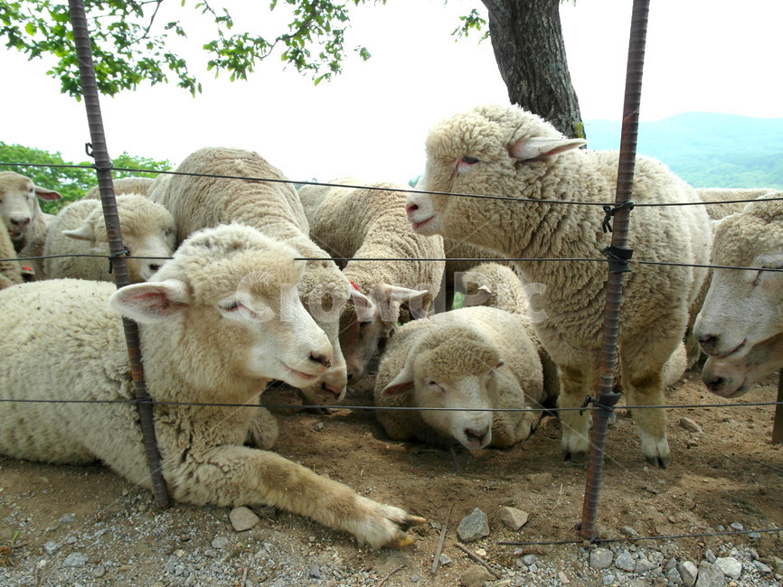 양,목장,새끼양,동물,가축,양털,어린양,대관령,동물,animal,포유류,mammal,산업,industry,industrial,목축업,목장,livestock farming,ranching,pasture