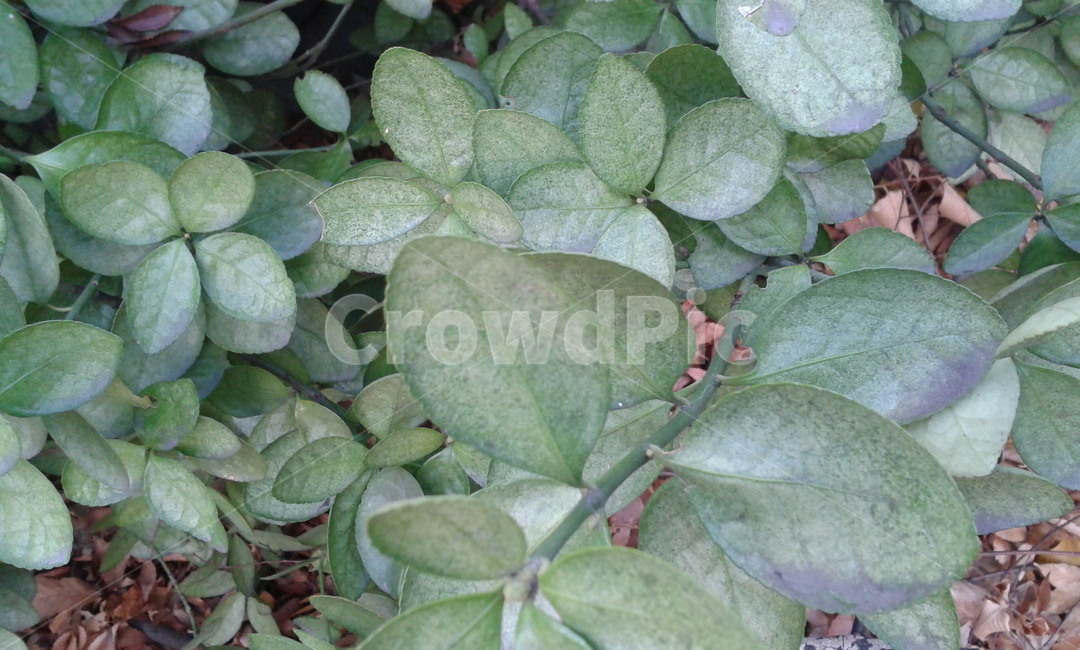 leaf,잎,plant,식물,초록
