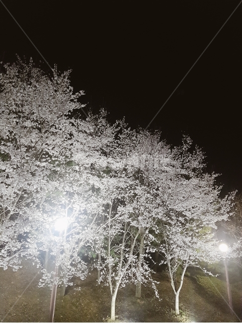 nature,자연,light,빛,벚꽃,나무,밤,야경,벚꽃축제