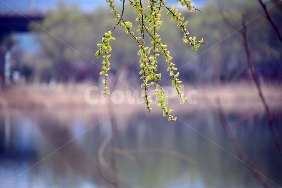 식물,plant,봄,새싹,강,호수,푸름,녹색