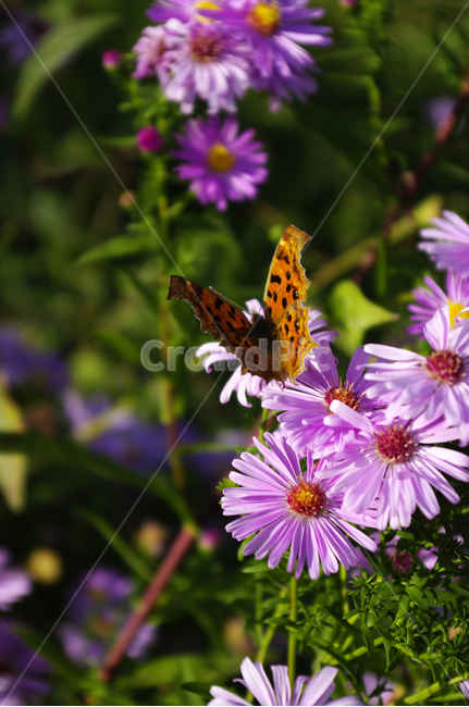 식물,plant,꽃,flower,나비,식물,자연,plants,nature,꽃,flower,동물,animal,곤충,벌레,insect,bug