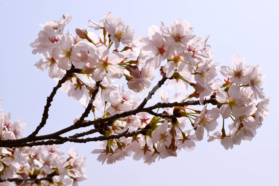 벛꽃,꽃,푸른,핑크빛,나무,봄,계절,spring,season,자연,풍경,nature,landscape,plant,식물,flower,blossom