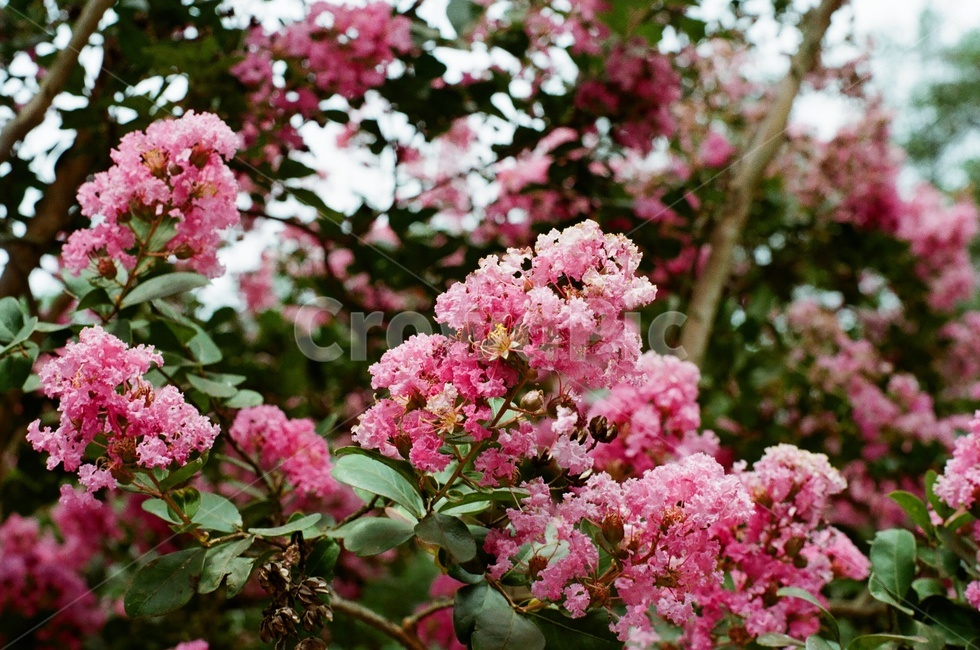plant,식물,flower,blossom,꽃,필름,필름사진,식물,자연,plants,nature,꽃,flower