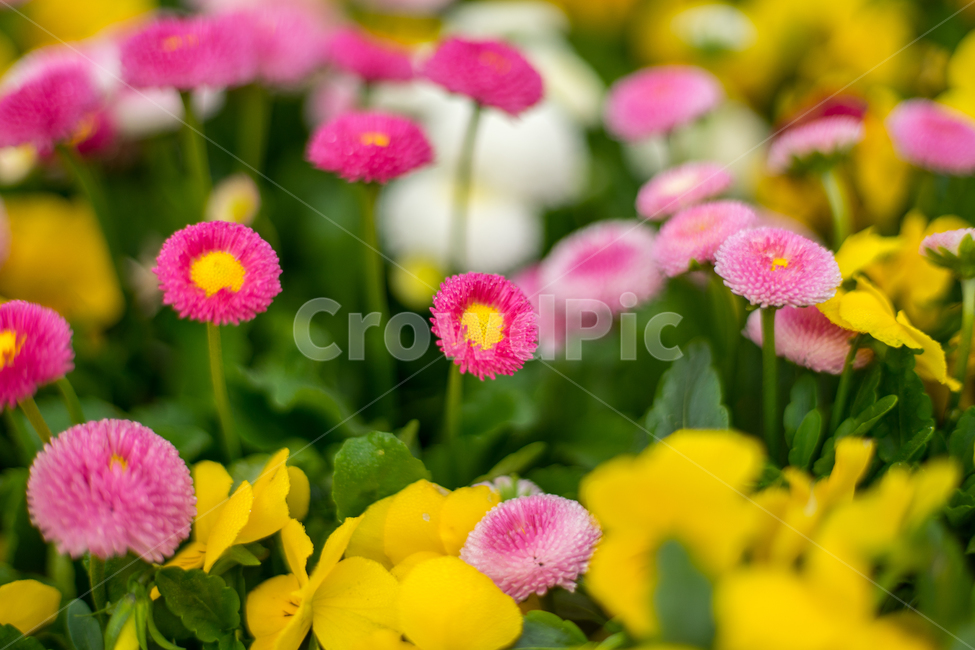데이지,봄,꽃,자연,식물,근접,식물,자연,plants,nature,꽃,flower