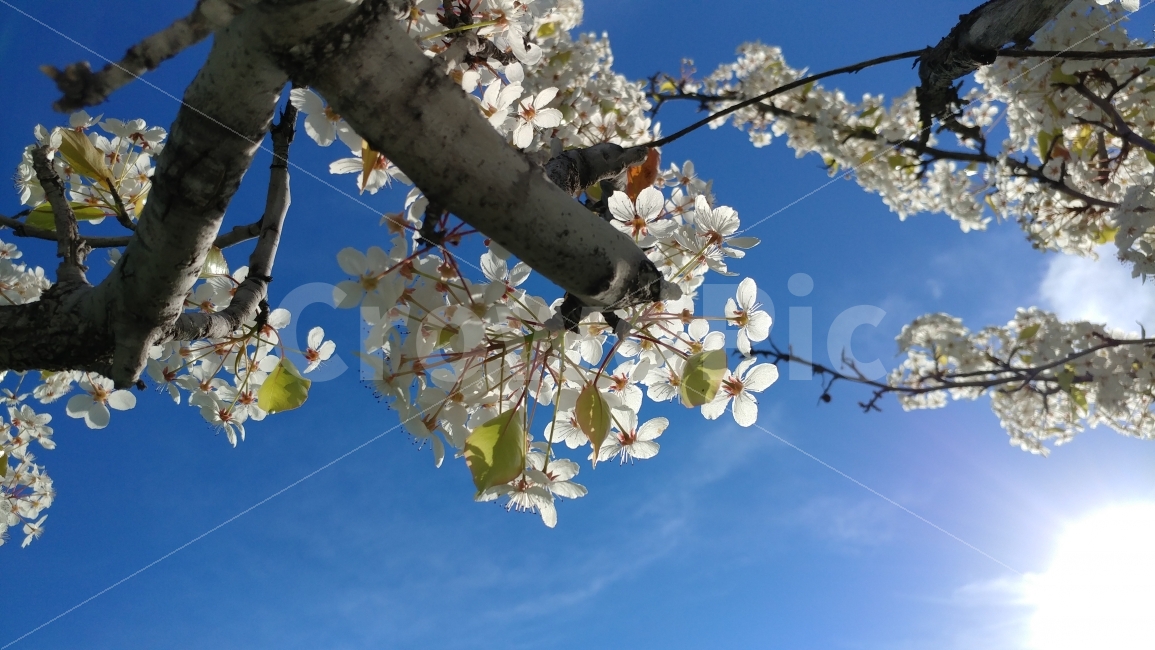 파란하늘,봄하늘,봄꽃,벚꽃,벚나무,봄볕,남가주,미국,풍경,bluesky,springlight,springflower,cherryblossom,southerncali,식물,자연,plants,nature,봄,계절,spring,season,꽃,flower,plant,cherry blossom,blossom