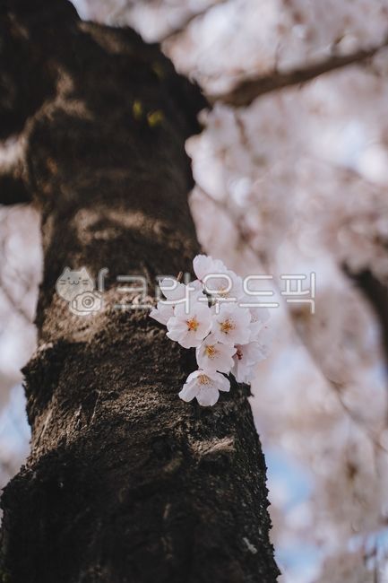 벚꽃,봄꽃,꽃,계절,나무,벚나무