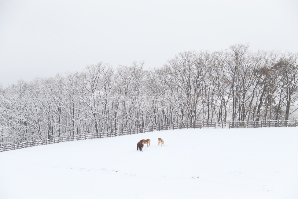 눈,겨울,말,황량,쓸쓸,목장,자연,horse,강원도,겨울,계절,winter,season