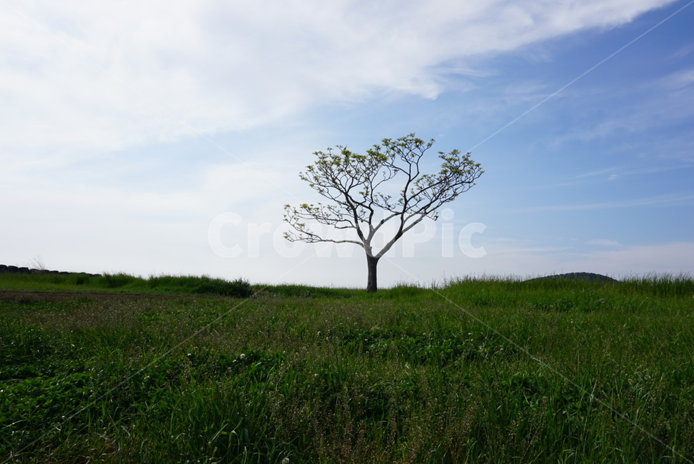 제주도,나홀로나무,풍경,자연,나무,나무,trees,wood
