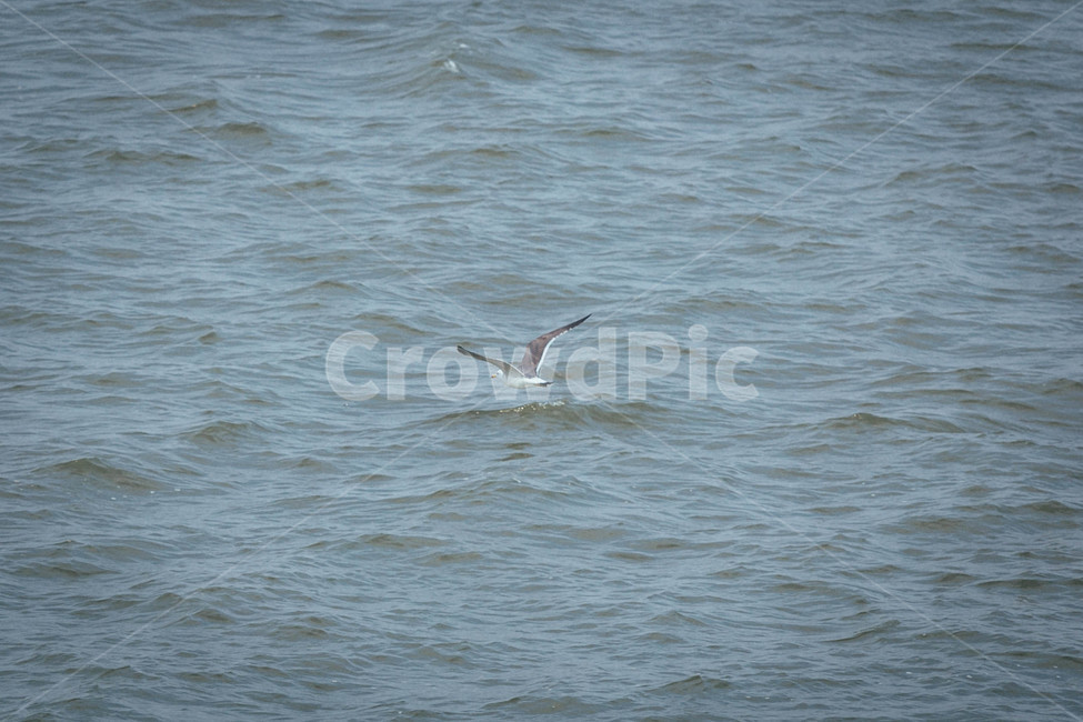 seagull,갈매기,animal,동물,bird,새,flying,바다,야생동물