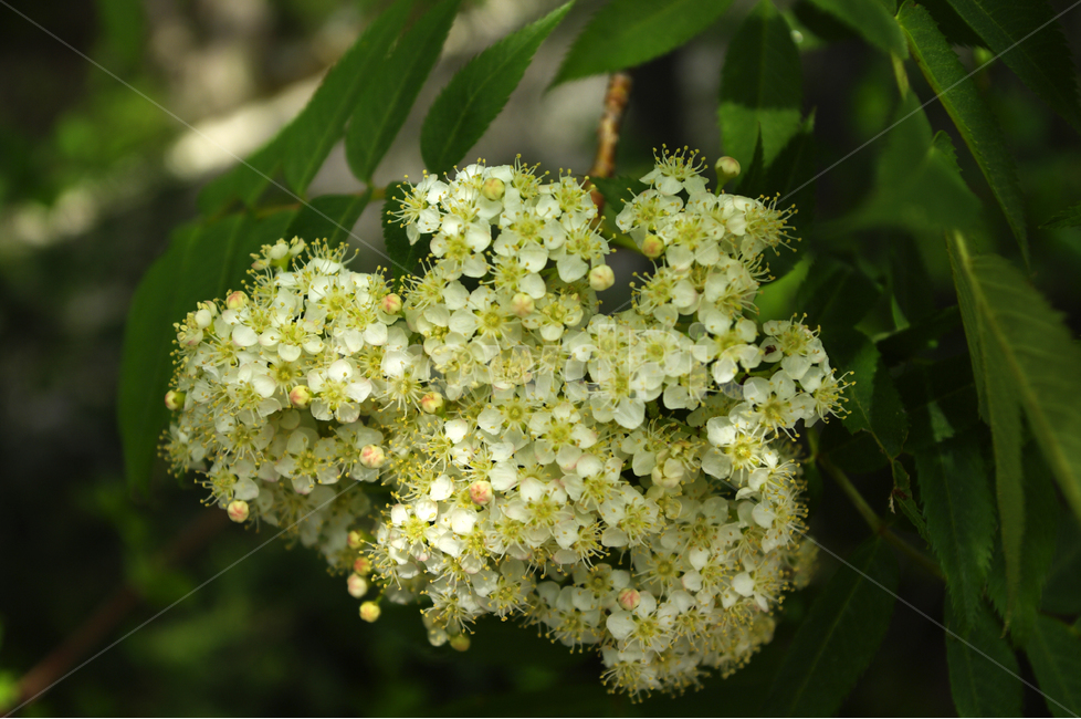 식물,자연,꽃,flower,color,식물,자연,plants,nature,꽃,flower