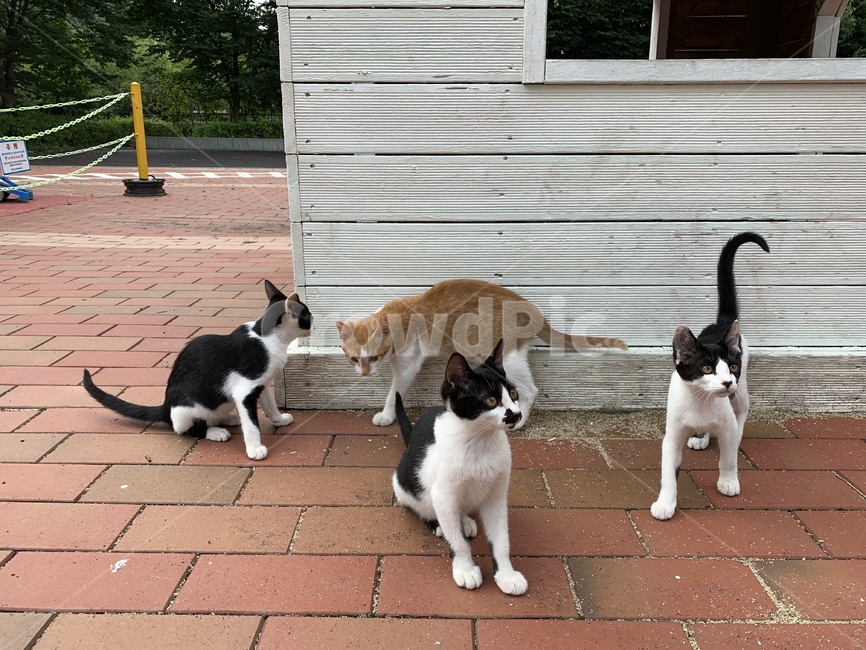 고양이,길고양이,동물,아기고양이,길냥이,펫,포유류,귀여운,animal,cat,pet,kitty,lovely
