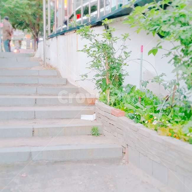 계단,나무,담장,여름,잡초,stairs,fence,bush,brick,벽돌,crack,물때,바닥,floor
