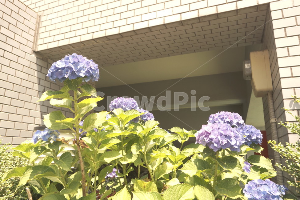 꽃,여름,수국,flower,japan,fukuoka,summer,season,hydrangea,violet,식물,자연,plants,nature,꽃,flower