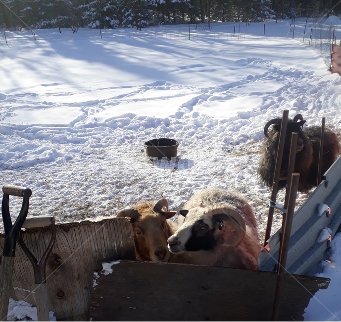 양떼,양농장,양목장,양치기,양털,눈,겨울,계절,winter,season,동물,animal,포유류,mammal