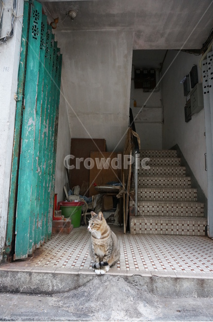 고양이,동물,길고양이,냐옹이,길거리,kitty,street,stretch,animal,동물,animal,포유류,mammal,고양이,cat,kitten,kitty