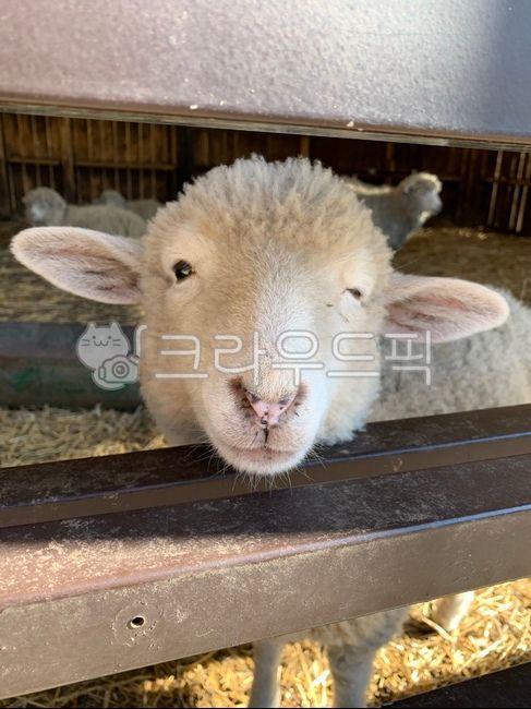 양,sheep,babysheep,wink,animal,동물,윙크