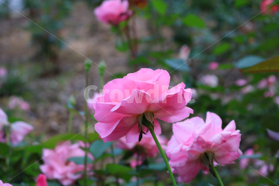 장미,장미꽃,꽃,식물,자연,보니카,꽃밭,분홍꽃,관상용,식물,자연,plants,nature,꽃,flower
