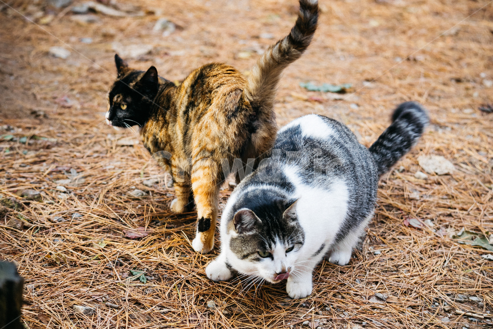 고양이,cat,길고양이,냥이,냥냥이,동물,animal,포유류,mammal,고양이,cat,kitten,kitty