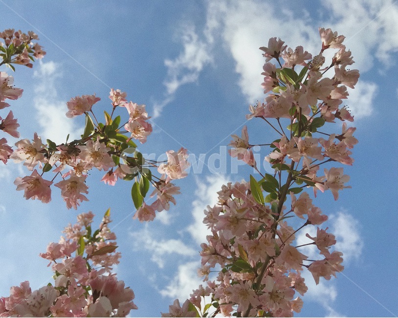 하늘,꽃,봄,나무,구름,봄,계절,spring,season,plant,식물,flower,blossom