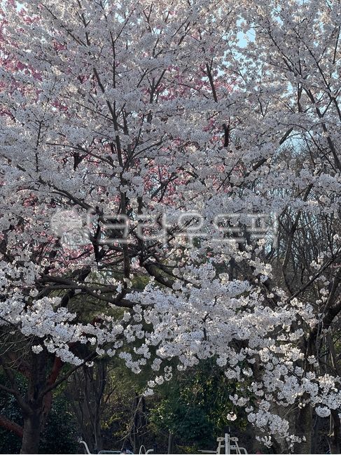 Cherry Blossom,cherry blossom viewing,cherryblossom,flower
