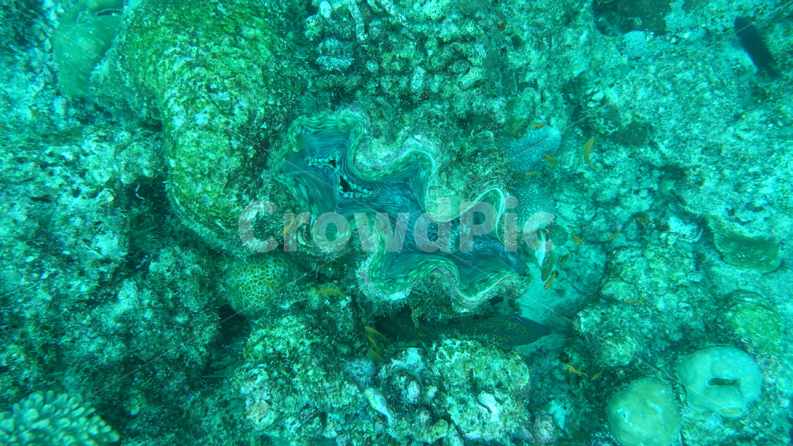 scuba diving,ocean,aquatic life,diver,Maldive Islands