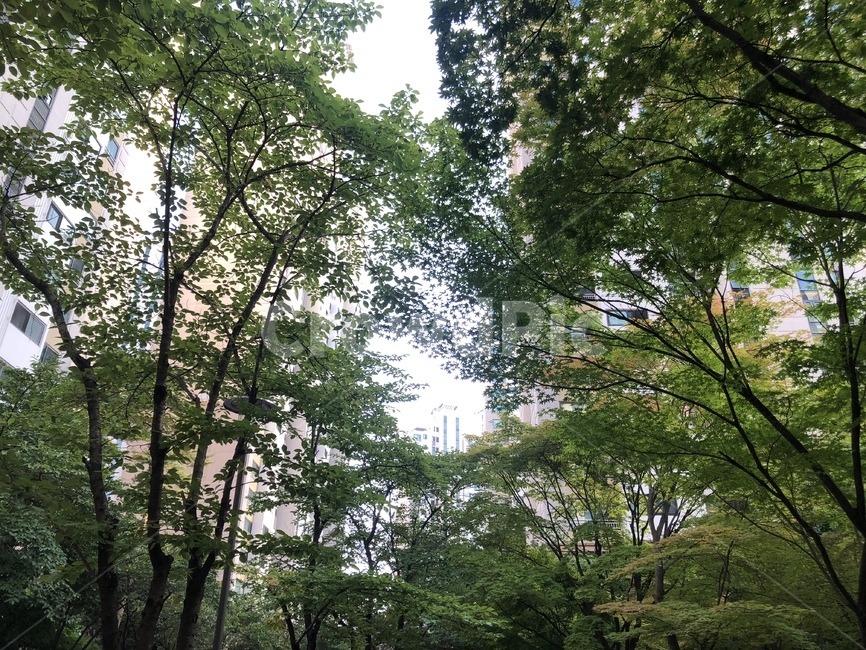 나무,plant,식물,tree,sunset,햇살,도시,풍경,city,landscape,나무,trees,wood