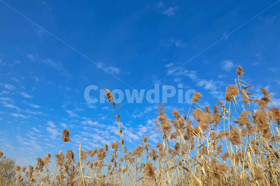 가을,배경화면,바탕화면,하늘,갈대,가을,계절,fall,autumn,season