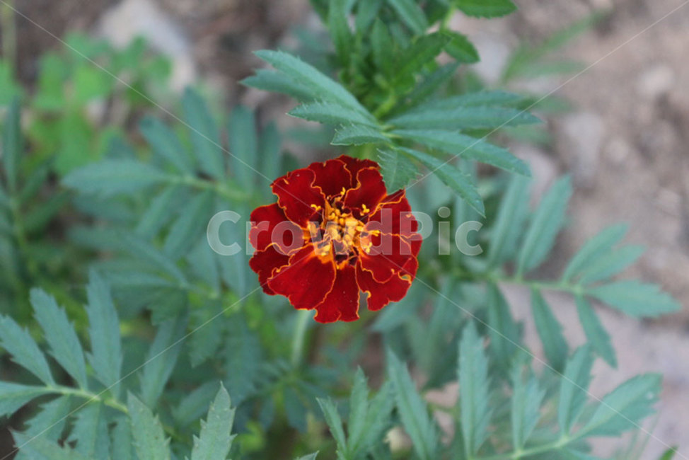 꽃,식물,flower,blossom,plant