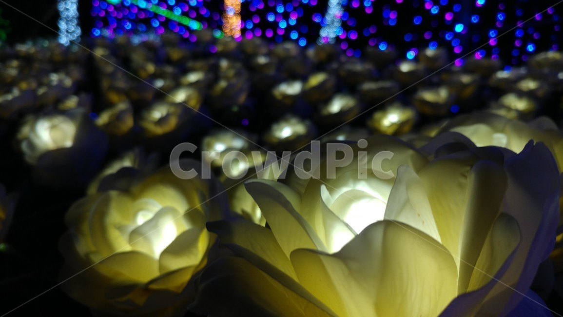 꽃,조명,빛,light,flower,lighting