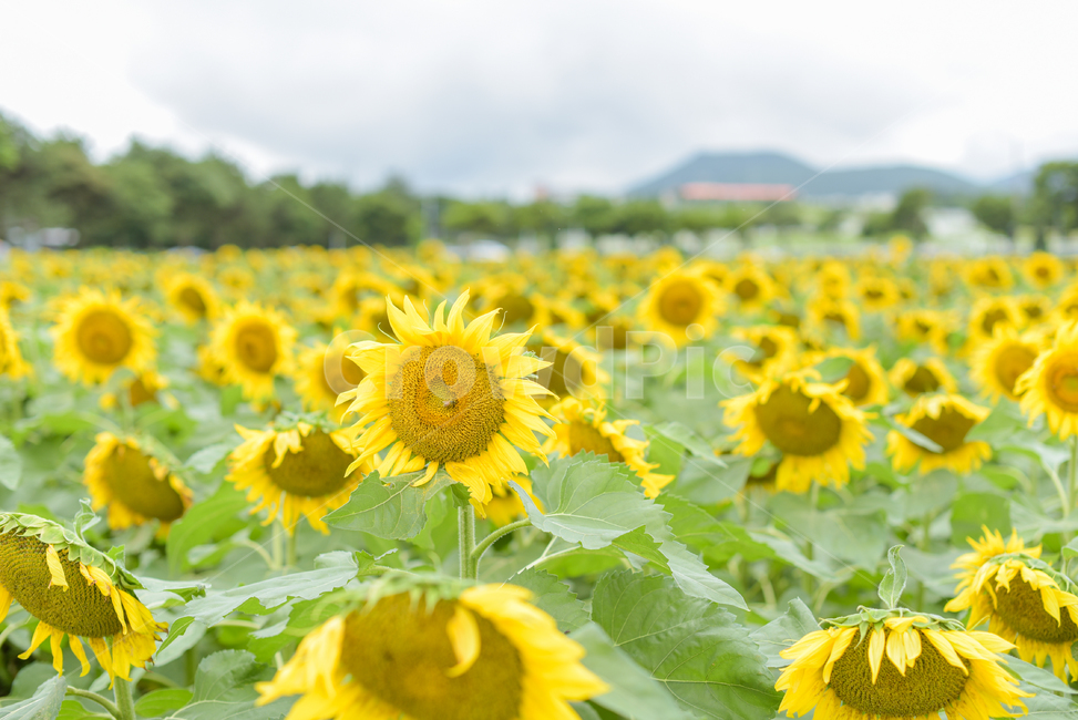 해바라기,sunflower,plant,식물,blossom,꽃,flower,해바라기밭,식물,자연,plants,nature,꽃,flower