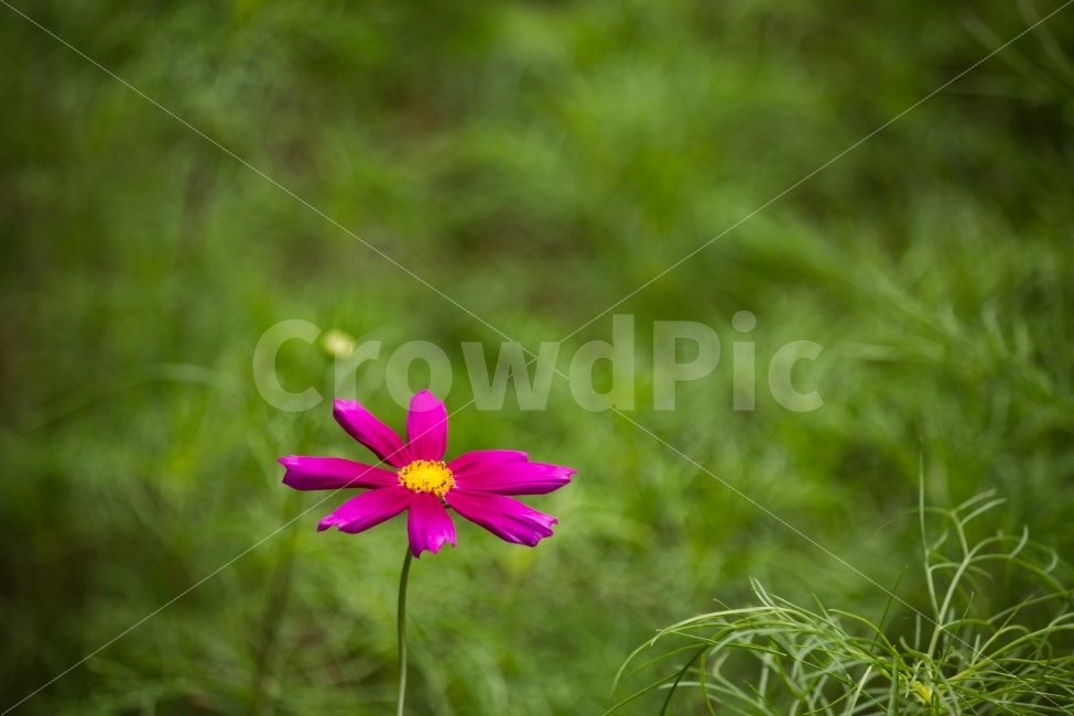 풍경,코스모스,빨강,외로움,홀로,꽃,가을,계절,fall,autumn,season,식물,자연,plants,nature,꽃,flower,plant,blossom,daisy,데이지,daisies