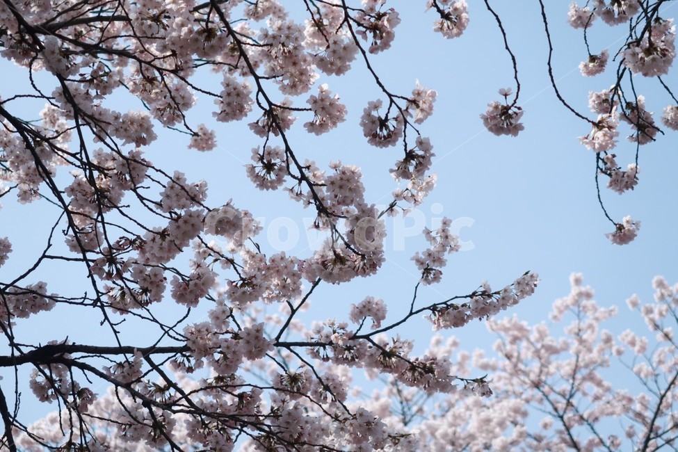 벛꽃,꽃,벚꽃나무,봄,여의도벚꽃,봄,계절,spring,season,plant,식물,blossom,flower,cherry blossom,벚꽃