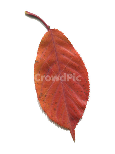 단풍,단풍잎,나뭇잎,가을,잎,낙엽,식물,autumn,leaf,leaves,maple,fall,plant,가을,계절,fall,autumn,season