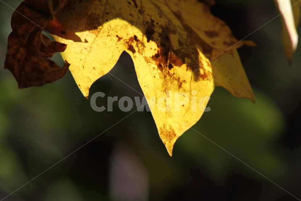단풍,잎,식물,가을,redleaves,가을,계절,fall,autumn,season,leaf,plant,tree,나무