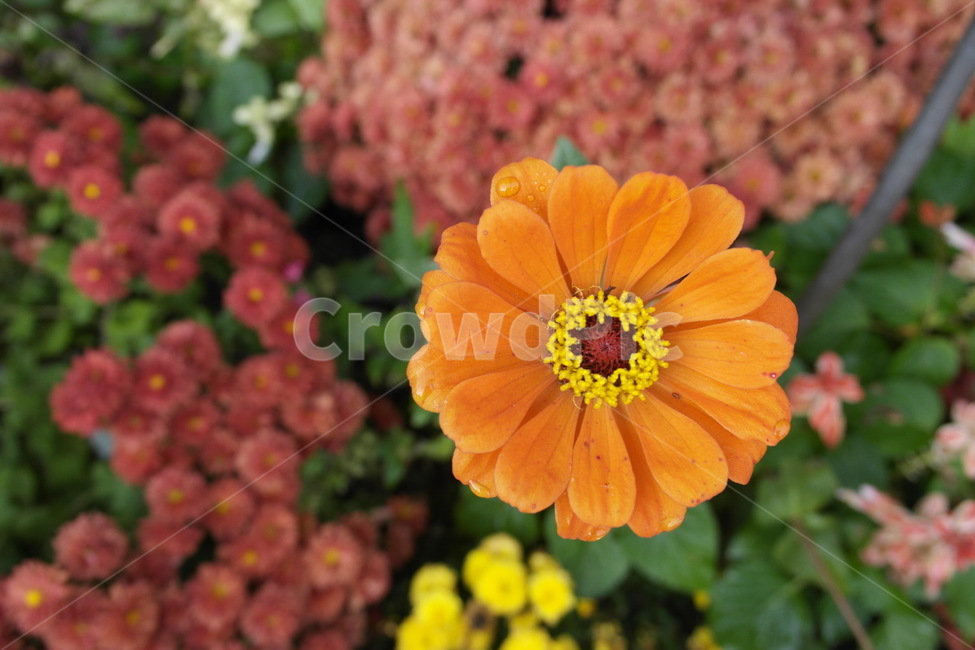 꽃,식물,꽃밭,주황색,화단,flower,식물,자연,plants,nature,꽃,flower