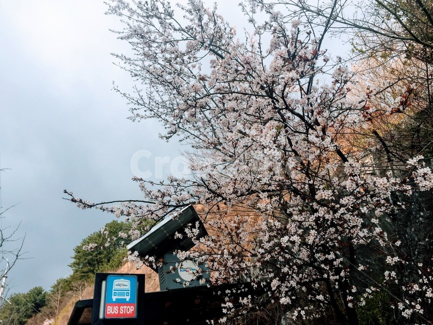 벚꽃,봄,풍성함,눈꽃,버스정류장,하늘과벛꽃,봄,계절,spring,season,plant,식물