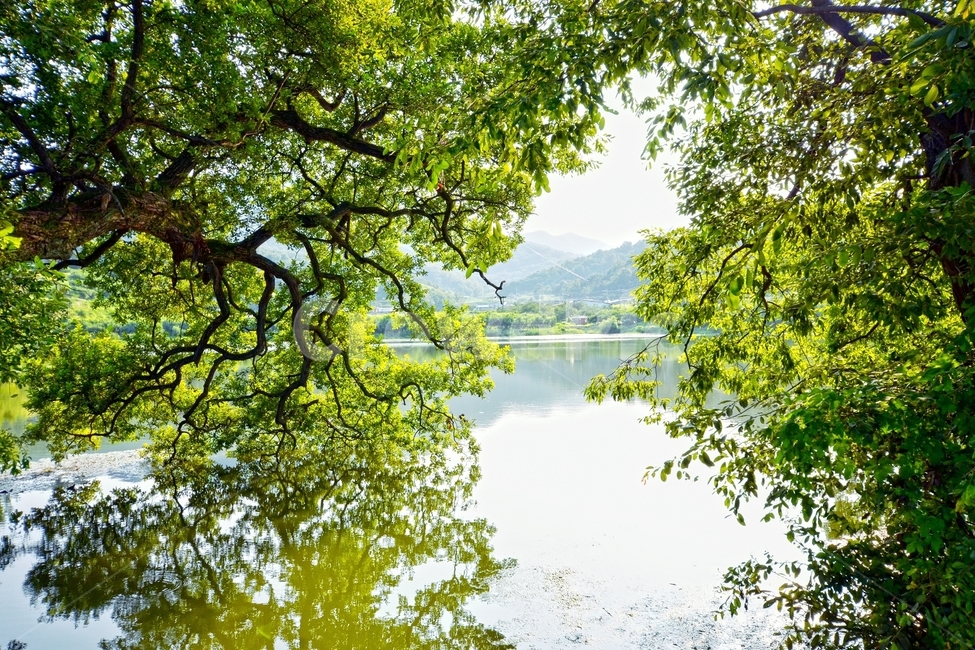 경산,반곡지,봄나무,연못,봄,나무,울창한,풍경