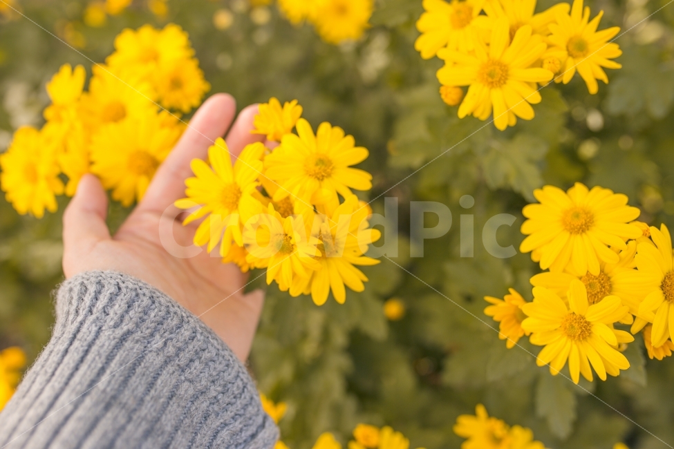 자연,꽃,들국화,손,감성사진,풍경,꽃밭,노랑,yellow,nature,flower,flowers,hands,emotion,연두,그린,green,가디건,가을,가을느낌,느낌,분위기,디자인,표지,식물,자연,plants,nature,꽃,flower,사람,인물,인간,human,person,신체일부,몸,body,감성,sensible,feeling
