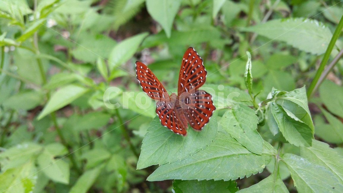 나비,날개무늬,날개,곤충,insect