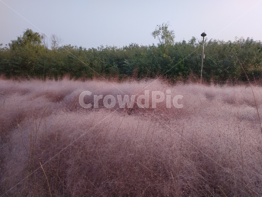 핑크뮬리,가을,억새축제,하늘공원,nature,자연