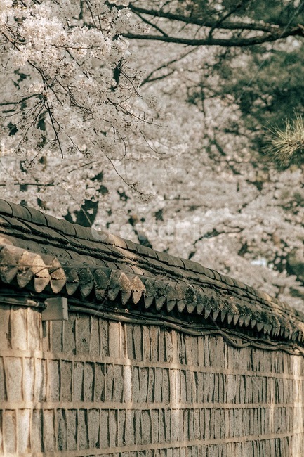 봄,꽃,벚꽃,식물,자연,spring,flower,cherryblossom,plant,nature,봄,계절,spring,season,한국전통,한국문화,korean traditional,korean culture,감성,sensible,feeling,건축물,건물외관,exterior,building,structure,architecture,construction,blossom,cherry blossom