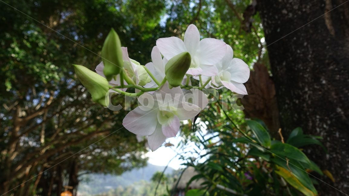 plant,식물,flower,꽃,blossom,흰꽃,꽃송이