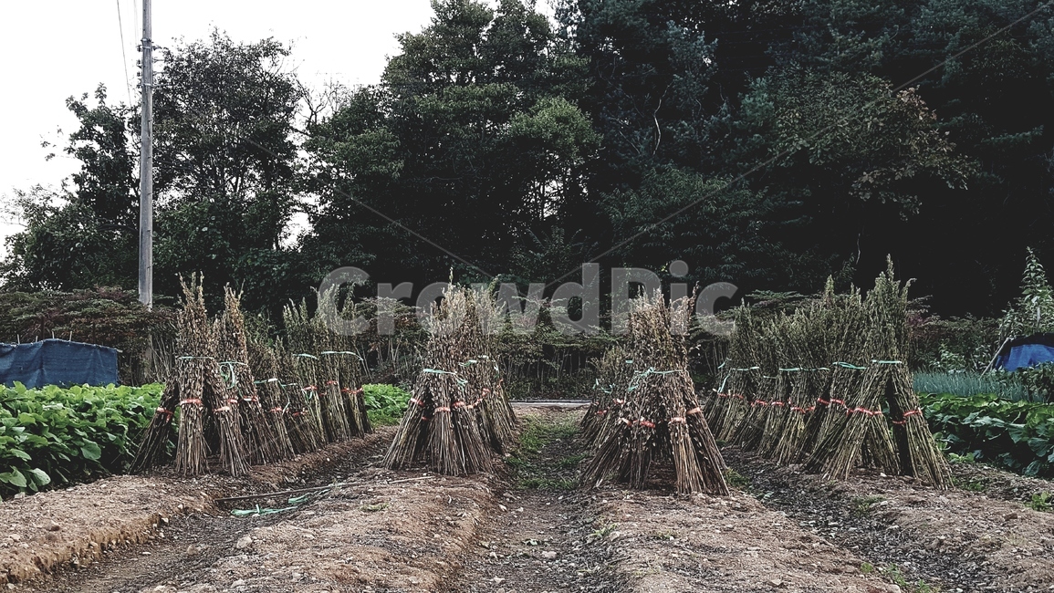 가을,풍경,들깨,추수,작물,쓸쓸함,산업,industry,industrial,농업,농사,agriculture,farming,farming industry