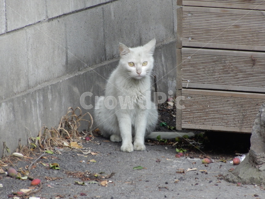 고양이,길고양이,야생,꼬질,하얀색,꼬질꼬질,자연