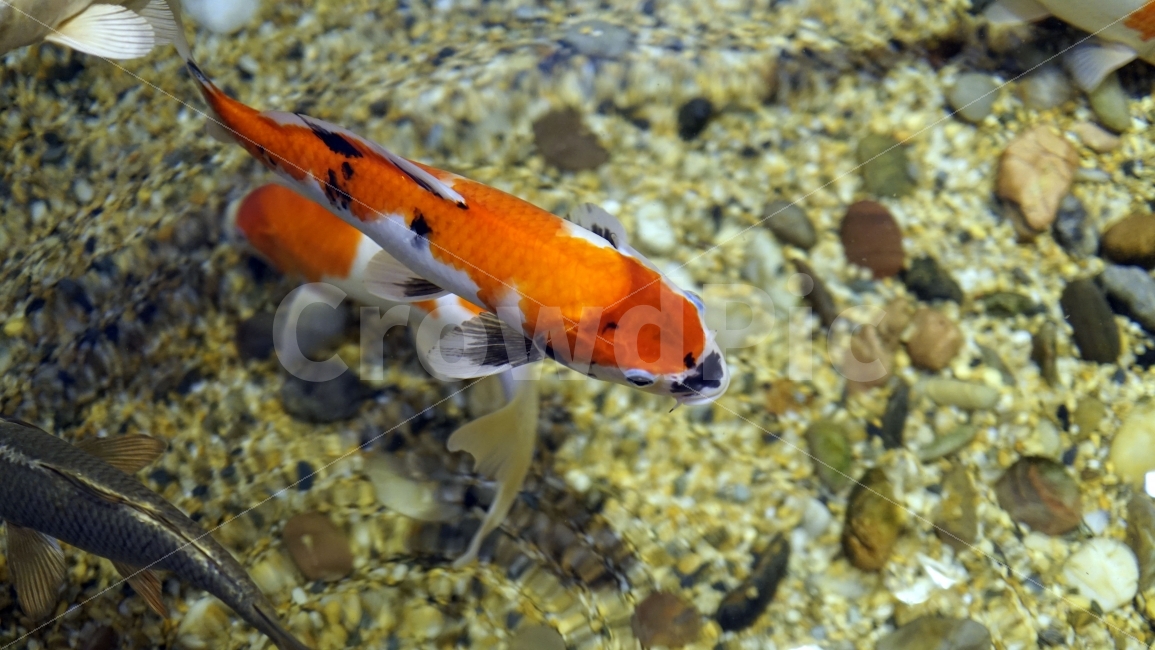 물고기,잉어,열대어,붕어,생선,어류,수족관,낙시,fish,어항,금붕어,수산,해양,바다,생물,동물,물속,바다속,바닷속,animal,수중,생명,자연,nature,물결,동물,animal,어류,물고기,fish