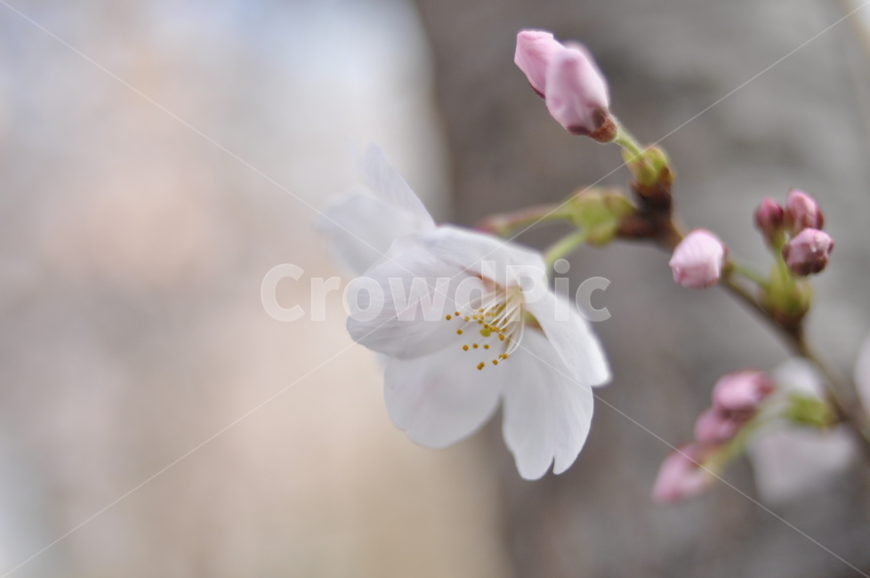벗꽃,봄,감성,꽃,봄꽃,봄,계절,spring,season,식물,자연,plants,nature,꽃,flower,plant,blossom