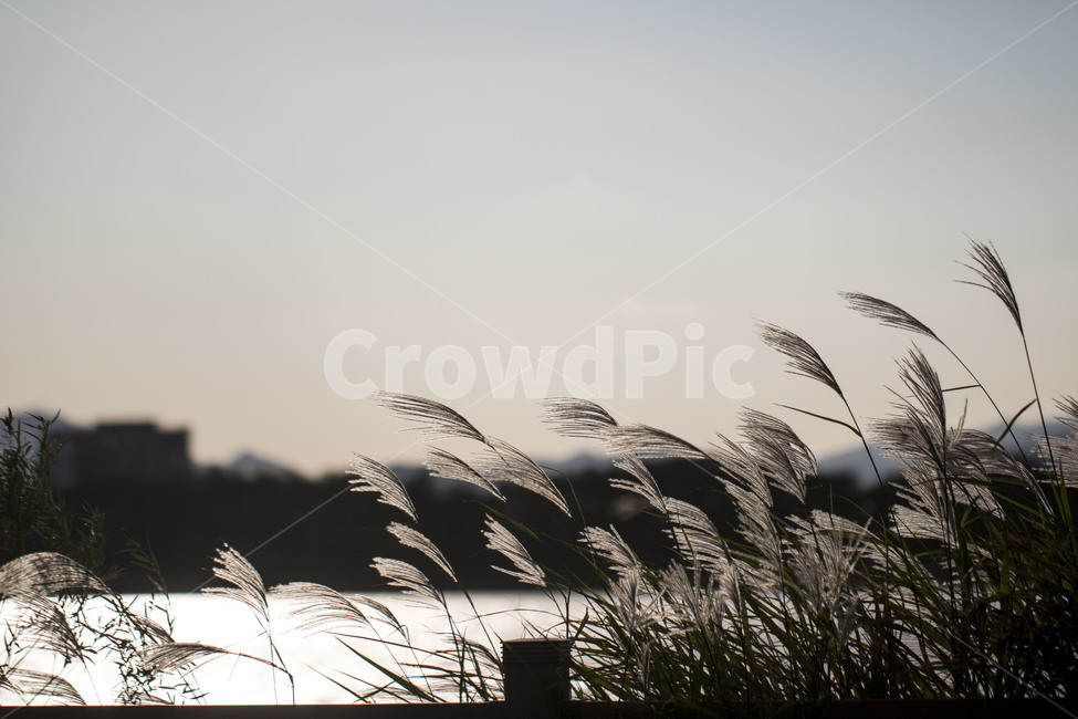 억새,억새밭,가을,갈대,자연,풍경,식물,하늘,가을,계절,fall,autumn,season,grass,잔디,plant,lawn,reed